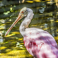 Buy canvas prints of Colorful Roseate Spoonbill Wading Bird Reflection Waikiki Hawaii by William Perry