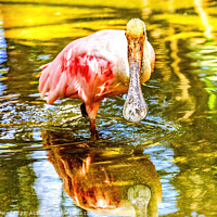 Buy canvas prints of Colorful Roseate Spoonbill Wading Bird Reflection Hawaii by William Perry