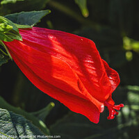 Buy canvas prints of Bright Red Turk's Cap Tropical Hibiscus Flower Hawaii by William Perry