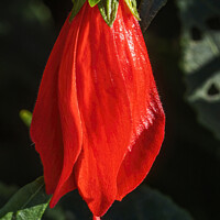 Buy canvas prints of Bright Red Turk's Cap Tropical Hibiscus Flower Hawaii by William Perry