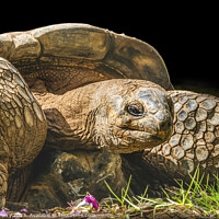 Buy canvas prints of Brown Aldabra Giant Tortoise Waikiki Hawaii by William Perry