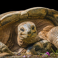 Buy canvas prints of Brown Aldabra Giant Tortoise Waikiki Hawaii by William Perry