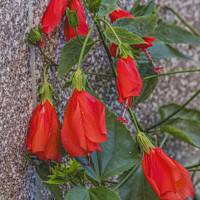 Buy canvas prints of Bright Red Turk's Cap Tropical Hibiscus Flowers Hawaii by William Perry