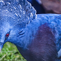Buy canvas prints of Colorful Blue Victoria Crowned Pigeon Waikiki Honolulu Hawaii by William Perry