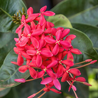 Buy canvas prints of Bright Red West Indian Jasmine Ixora Tropical Flowers Hawaii by William Perry