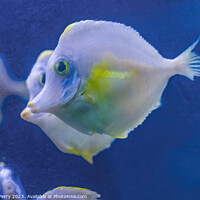 Buy canvas prints of Ghost White Yellow Tang Fish Waikiki Oahu Hawaii by William Perry