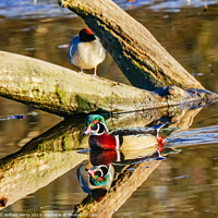 Buy canvas prints of Male Wood Duck Juanita Bay Park Washington by William Perry