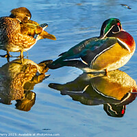 Buy canvas prints of Male Female Wood Ducks Juanita Bay Park Lake Washington Washington by William Perry
