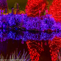 Buy canvas prints of Christmas Lights Reflection Van Dusen Garden Vancouver British C by William Perry