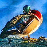 Buy canvas prints of Male Wood Duck Juanita Bay Park Lake Washington Washington by William Perry