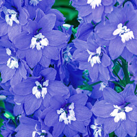Buy canvas prints of Blue Delphinium Larkspur Van Dusen Garden Vancouver British Colu by William Perry