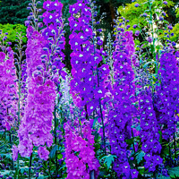 Buy canvas prints of Blue Purple Delphinium Larkspur Van Dusen Garden Vancouver Briti by William Perry