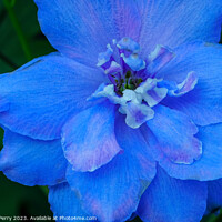 Buy canvas prints of Light Blue Delphinium Larkspur Van Dusen Garden Vancouver Canada by William Perry