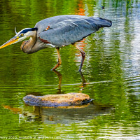 Buy canvas prints of Great Blue Heron Pond Vanier Park Vancouver British Columbia Can by William Perry