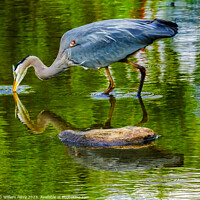 Buy canvas prints of Great Blue Heron Fishing Pond Vanier Park Vancouver British Colu by William Perry