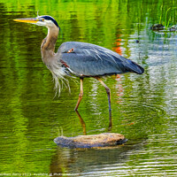 Buy canvas prints of Great Blue Heron Pond Vanier Park Vancouver Canada by William Perry