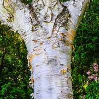Buy canvas prints of Himalayan White Birch Tree Van Dusen Garden Vancouver British Co by William Perry