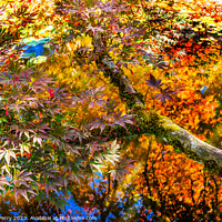 Buy canvas prints of Red Yellow Orange Japanese Maple Trees Reflection Abstract by William Perry