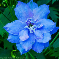 Buy canvas prints of Light Blue Delphinium Larkspur Van Dusen Garden Vancouver Britis by William Perry