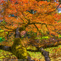 Buy canvas prints of Red Orange Japanese Maple Tree Van Dusen Garden Vancouver Canada by William Perry