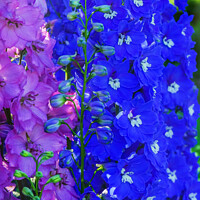 Buy canvas prints of Pink Blue Delphinium Larkspur Van Dusen Garden Vancouver British by William Perry