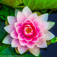 Buy canvas prints of Pink Water Lily Pads Van Dusen Garden Vancouver British Columbia by William Perry