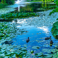 Buy canvas prints of Ducks Lily Pads Van Dusen Garden Vancouver British Columbia Cana by William Perry