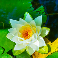 Buy canvas prints of White Water Lily Pond Vancouver British Columbia Canada by William Perry