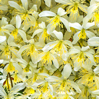 Buy canvas prints of White Yellow California Fawn Lily Many Flowers by William Perry