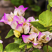 Buy canvas prints of Pink White Bougainvillea Green Leaves San Miguel de Allende Mexi by William Perry