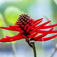 Buy canvas prints of Red Coral Tree Flower Erythrina Americana Colorines by William Perry