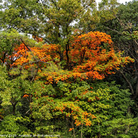 Buy canvas prints of Orange Fall Leaves Autumn Tomb Habikino Osaka Japan by William Perry