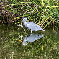 Buy canvas prints of Grey Heron Catching Frog Water Reflection Habikino Osaka Japan by William Perry