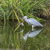 Buy canvas prints of Grey Heron Catching Frog Water Reflection Habikino Osaka Japan by William Perry
