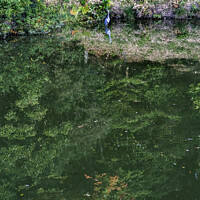 Buy canvas prints of Heron Fall Leaves Green Reflection Autumn Habikino Osaka Japan by William Perry