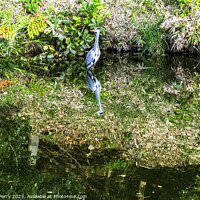 Buy canvas prints of Grey Heron Tomb Water Reflection Habikino Osaka Japan by William Perry