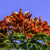 Buy canvas prints of Red Flame Tree Flowers Honolulu Oahu Hawaii by William Perry
