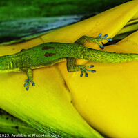 Buy canvas prints of Gold Dust Day Gecko Yellow Lobster Claw Hawaii by William Perry