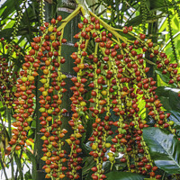 Buy canvas prints of Red Berries Fruit Macarthur Palm Tree Honolulu Oahu Hawaii by William Perry