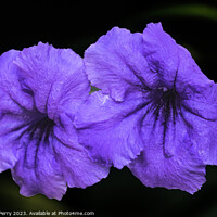 Buy canvas prints of Purple Mexican Petunia Flowers Waikiki Honolulu Oahu Hawaii by William Perry