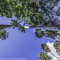 Buy canvas prints of Royal Palm Trees Grove Honolulu Oahu Hawaii by William Perry