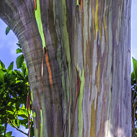 Buy canvas prints of Colorful Rainbow Eucalyptus Gum Tree Honolulu Hawaii by William Perry