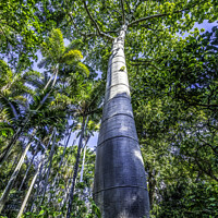 Buy canvas prints of Cuip Tree Palm Trees Grove Honolulu Oahu Hawaii by William Perry