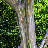 Buy canvas prints of Colorful Rainbow Eucalyptus Gum Tree Honolulu Hawaii by William Perry