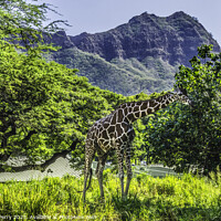 Buy canvas prints of Reticulated Brown White Giraffe Grazing Diamond Head Waikiki Oah by William Perry