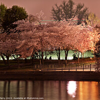 Buy canvas prints of Tidal Basin Cherry Blossoms Washington DC by William Perry