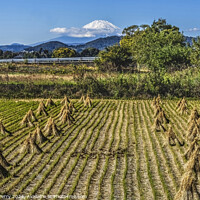 Buy canvas prints of Rice Field Countryside Mount Fuji Hiratsuka Kanagawa Japan by William Perry