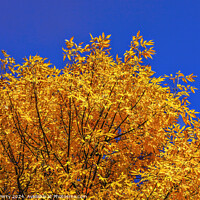 Buy canvas prints of Orange Fall Leaves Tree Blue Sky Issaquah Washington by William Perry