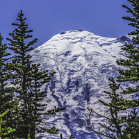 Buy canvas prints of Green Trees Mount Rainier Crystal Mountain Washington by William Perry