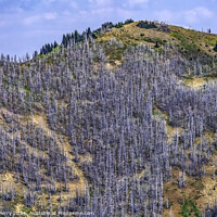 Buy canvas prints of Dead Trees Wildfire Aftermath Crystal Mountain Washington by William Perry